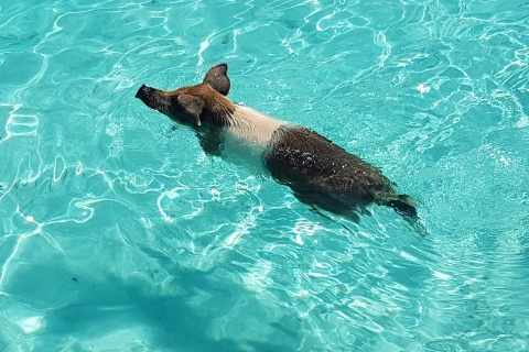 Nassau: Rozeneiland Zwemvarkens & Schildpadden Snorleking Tour