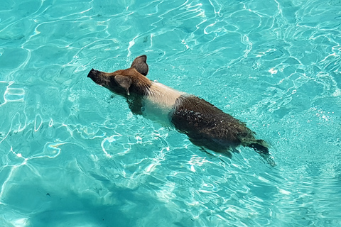 Nassau: Rose Island Swimming Pigs &amp; Turtles Snorkeling Tour