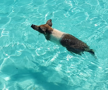 Nassau: Rose Island Swimming Pigs & Turtles Snorkeling Tour