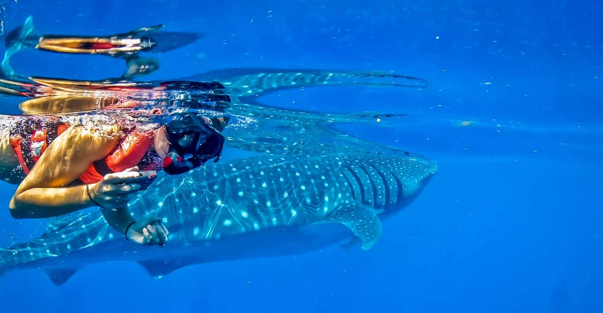 swim with whale sharks cancun