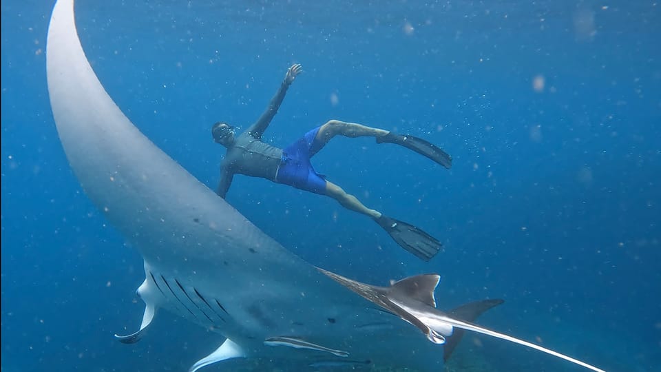 Brunswick Heads Snorkeling Byron Bay Tour at Julian Rocks GetYourGuide