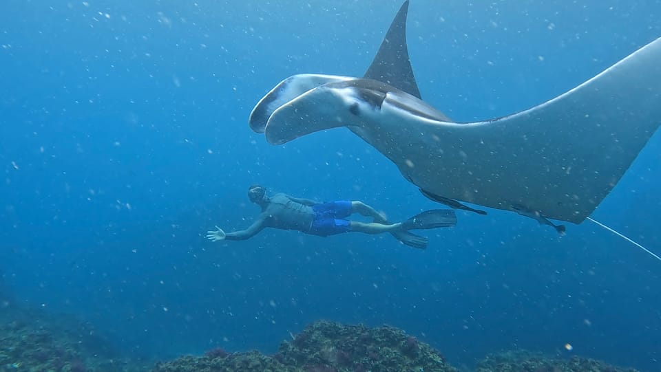 Brunswick Heads Snorkeling Byron Bay Tour at Julian Rocks GetYourGuide