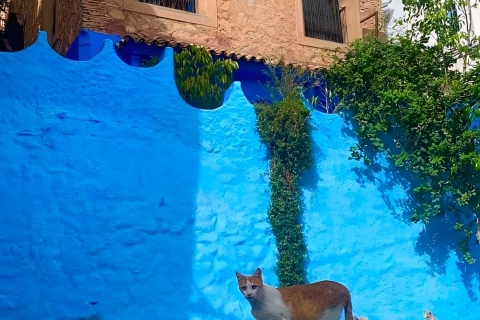 Private Day tour to Chefchaouen from Tangier