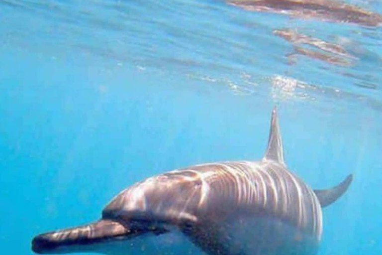 Wasini island: Marine Park, Dolphin Watch & Village Tour