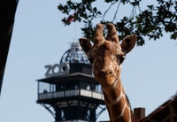 Billet d'entrée au zoo de Copenhague - Hizvo