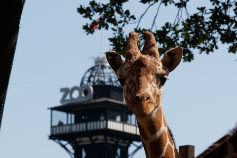 Copenhague: ingresso para o zoológico de Copenhague