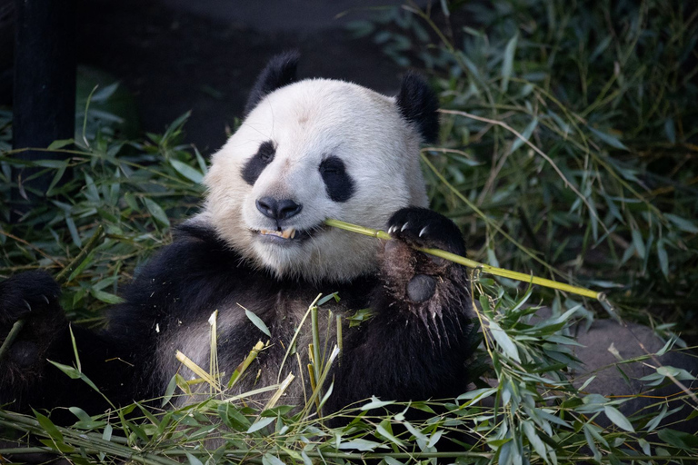 Kopenhaga: Bilet wstępu do zoo w Kopenhadze