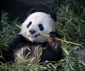 Billet til Københavns Zoo