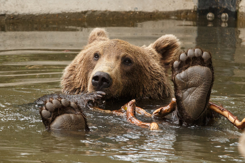 Kopenhaga: Bilet wstępu do zoo w Kopenhadze