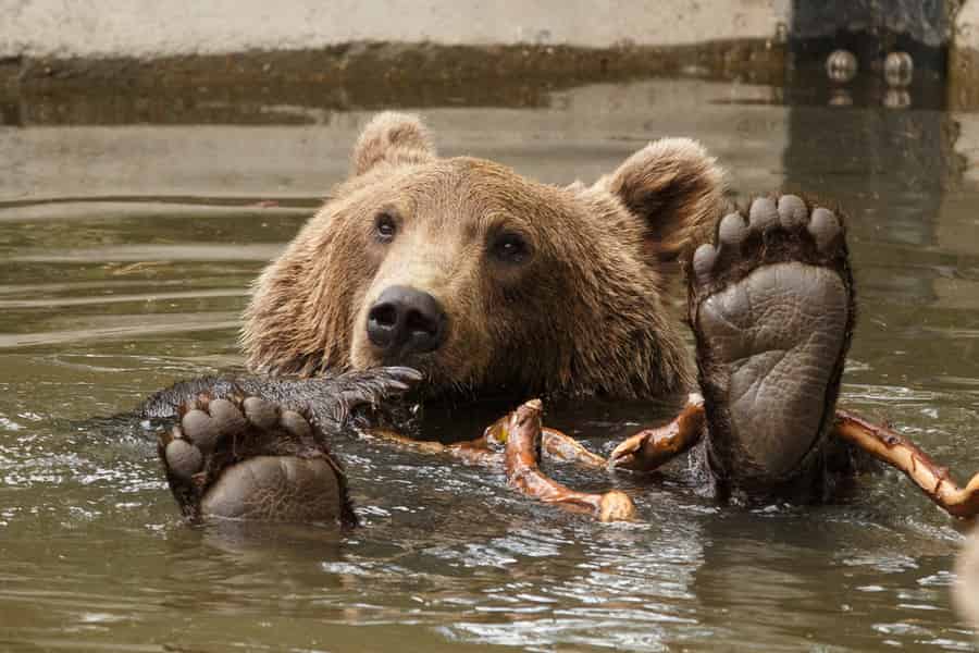 Kopenhagen: Eintrittskarte für den Kopenhagener Zoo. Foto: GetYourGuide