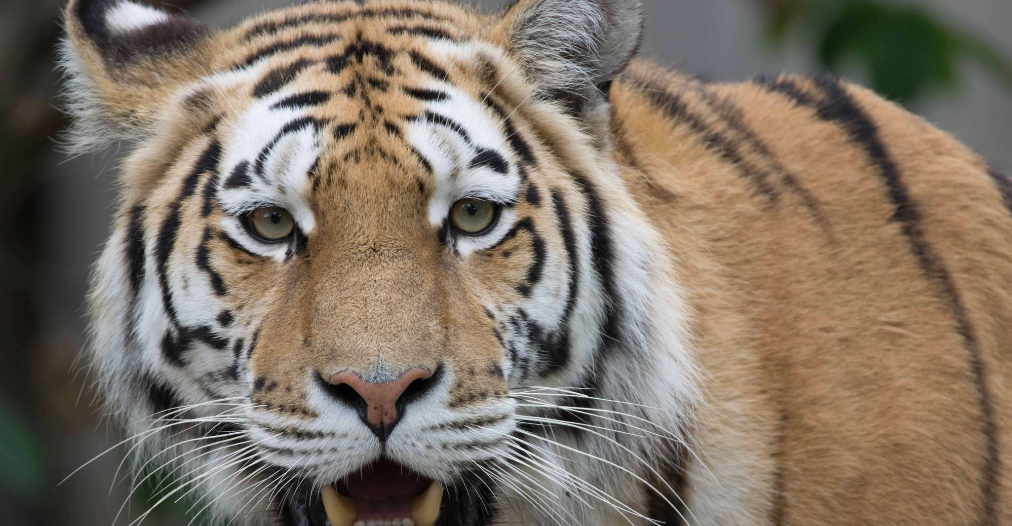 Copenhagen, Copenhagen Zoo Entry Ticket - Hizvo