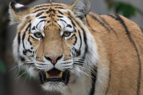 Kopenhagen: Eintrittskarte für den Kopenhagener Zoo