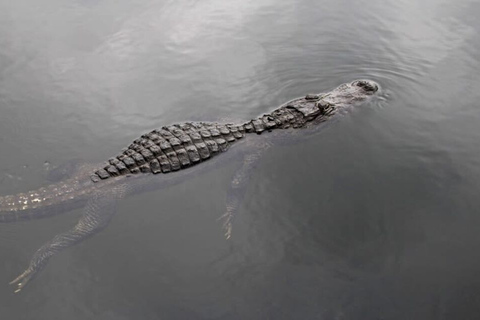 Fort Lauderdale: Everglades Express Tour com passeio de aerobarco