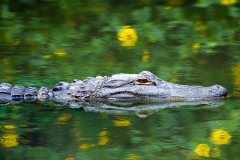 Fort Lauderdale: Everglades Express Trip with Airboat Ride