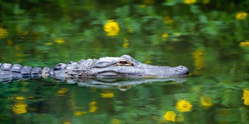 Fort Lauderdale: Everglades Express Tour with Airboat Ride