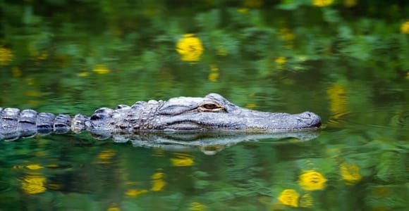 Fort Lauderdale: Everglades Express Tour mit Airboat-Fahrt