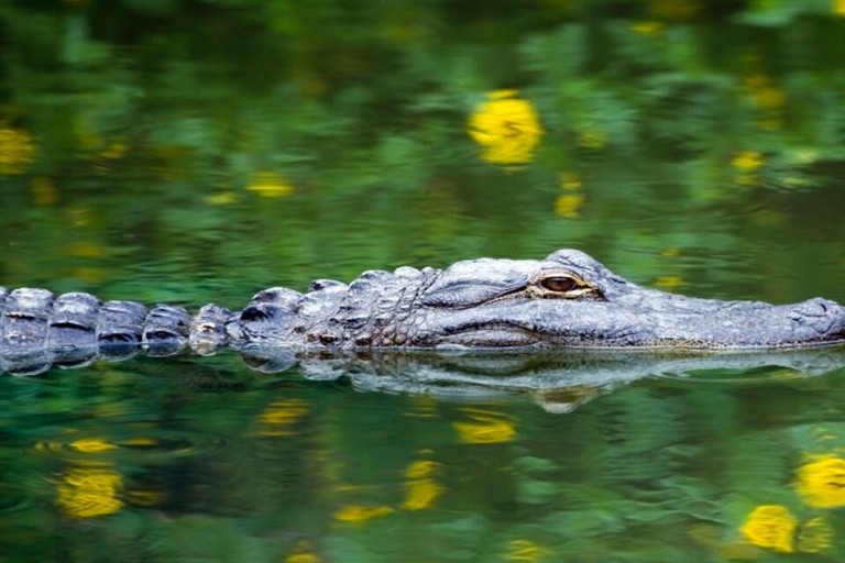 Fort Lauderdale: tour espresso delle Everglades con giro in idroscivolante