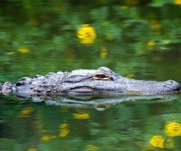 Fort Lauderdale: Everglades Express Tour com passeio de aerobarco
