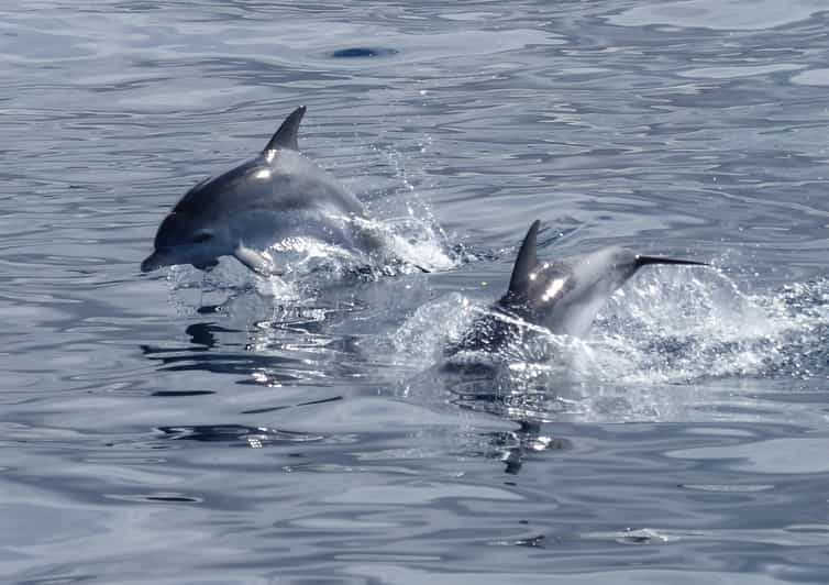 Los Cristianos: No-chase Whale and Dolphin Cruise | GetYourGuide