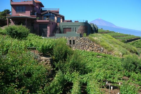 Santa Cruz de Tenerife: Guided Winery Tour and Tasting