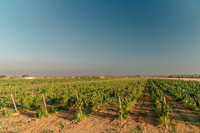 Algarves klassische Weinprobe - Housity