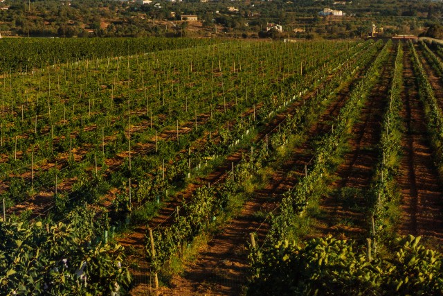 Visit Silves: Algarve Vineyard Tour with Premium Wine Tasting in Portimão