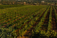 Silves, gira de viñedos algarve con degustación de vinos premium - Housity