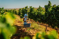 Silves, Algarve Vineyard Tour with Premium Wine Tasting - Housity