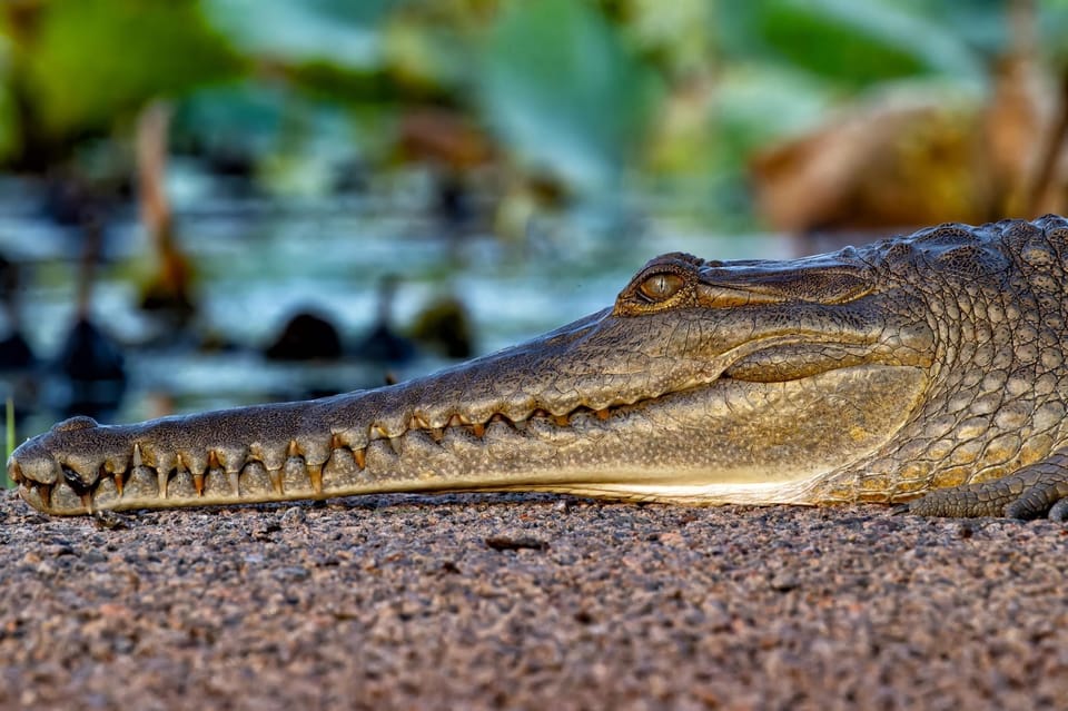 Darwin The Croc Bus To The Famous Jumping Crocodile Cruise Getyourguide