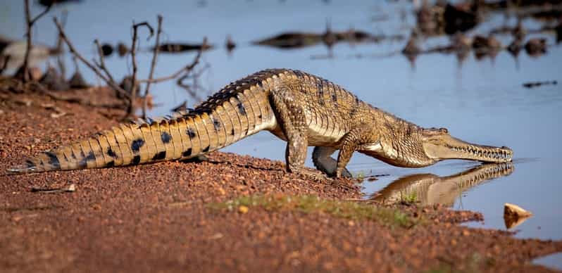 Darwin: The Croc Bus to the Famous Jumping Crocodile Cruise | GetYourGuide