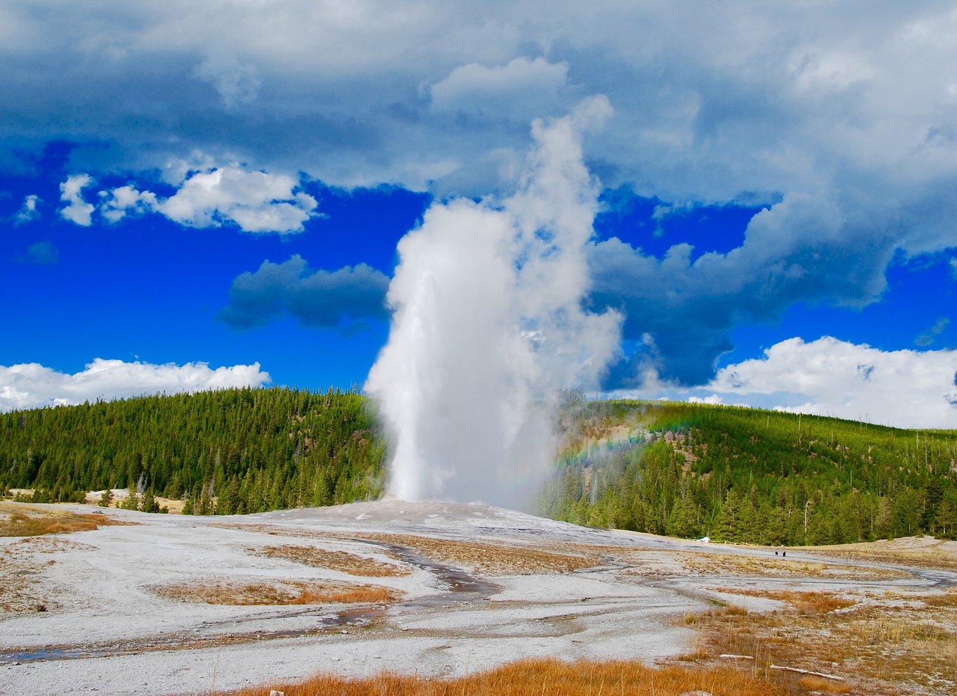 Fra Jackson: Dagsudflugt til Yellowstone National Park med frokost