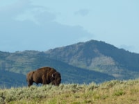 Jackson, visite du parc national de Yellowstone de 2 jours avec des déjeuners - Housity