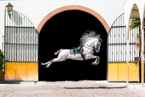 Spectacle de chevaux andalous et de flamenco à Malaga