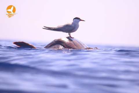 Madeira, Calheta: Whale and Dolphin Watching "H2oMadeira" Madeira Island: Whale and Dolphin Watching