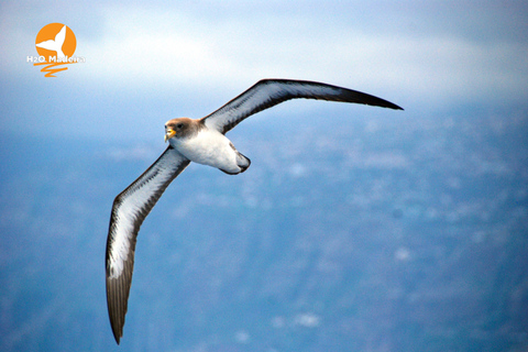 Madeira, Calheta: Whale and Dolphin Watching "H2oMadeira" Madeira Island: Whale and Dolphin Watching