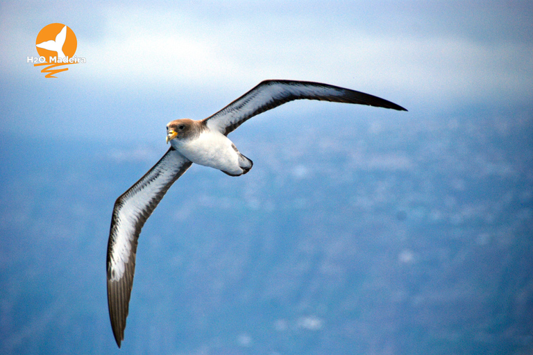 Madeira, Calheta: Whale and Dolphin Watching "H2oMadeira" Madeira Island: Whale and Dolphin Watching