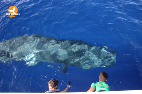 From Calheta: Whale and Dolphin Watching RIB Boat Tour