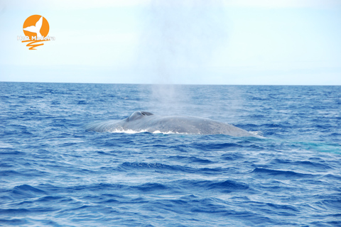 Da Calheta: giro in gommone con avvistamento di balene e delfini