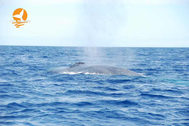 Madeira, Calheta: Whale and Dolphin Watching "H2oMadeira" Madeira Island: Whale and Dolphin Watching