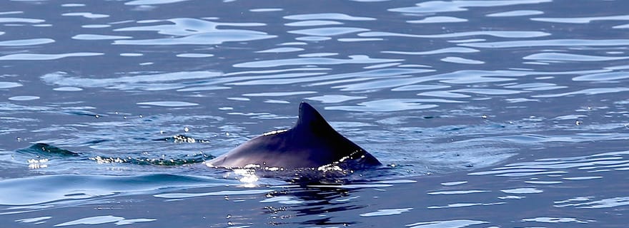 Au départ de Khasab : Croisière en boutre dans les fjords de Musandam et déjeuner buffet