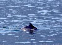 Aus Khasab, Fjords von Musandam Dhow Cruise & Buffet Lunchs - Housity