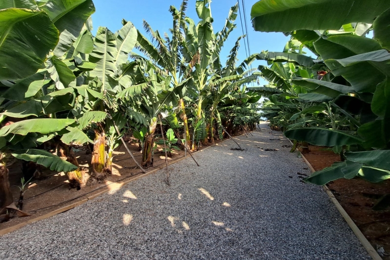 Visite guidée d'une plantation de bananes et dégustation