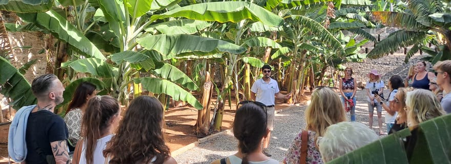 Gran Canaria : visite guidée et dégustation du monde de la banane