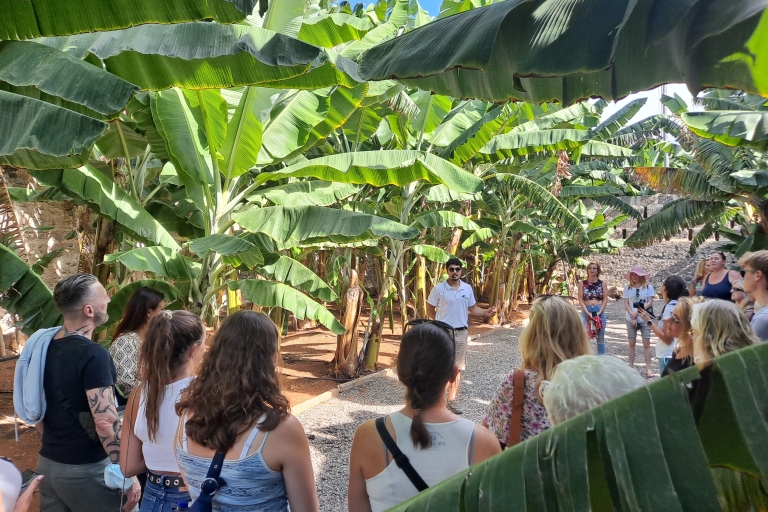 Wizyta z przewodnikiem na plantacji bananów i degustacja