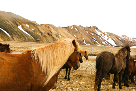 De Reykjavik: randonnée à Landmannalaugar et visite des sources chaudes