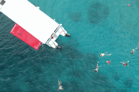 Waikiki: Wycieczka z rurką z hawajskimi zielonymi żółwiami morskimiWaikiki Snorkel Tour