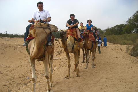 Depuis Agadir ou Taghazout : Promenade à dos de chameau sur le Souss avec transfertAu départ d'Agadir ou de Taghazout : Promenade à dos de chameau et visite de la rivière Flamingo