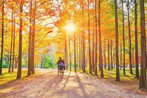 Seoul: Nami and Petite France Trip with Rail Bike or Garden