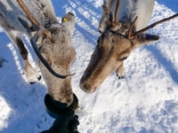 Inari, cultura sami, visita a la granja de renos y almuerzo de fogatas - Hizvo