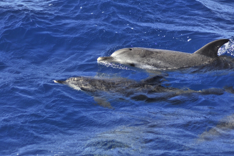 Desde Morro Jable: 1 día en barco con delfines y ballenasFuerteventura: 1 día en barco con delfines y ballenas